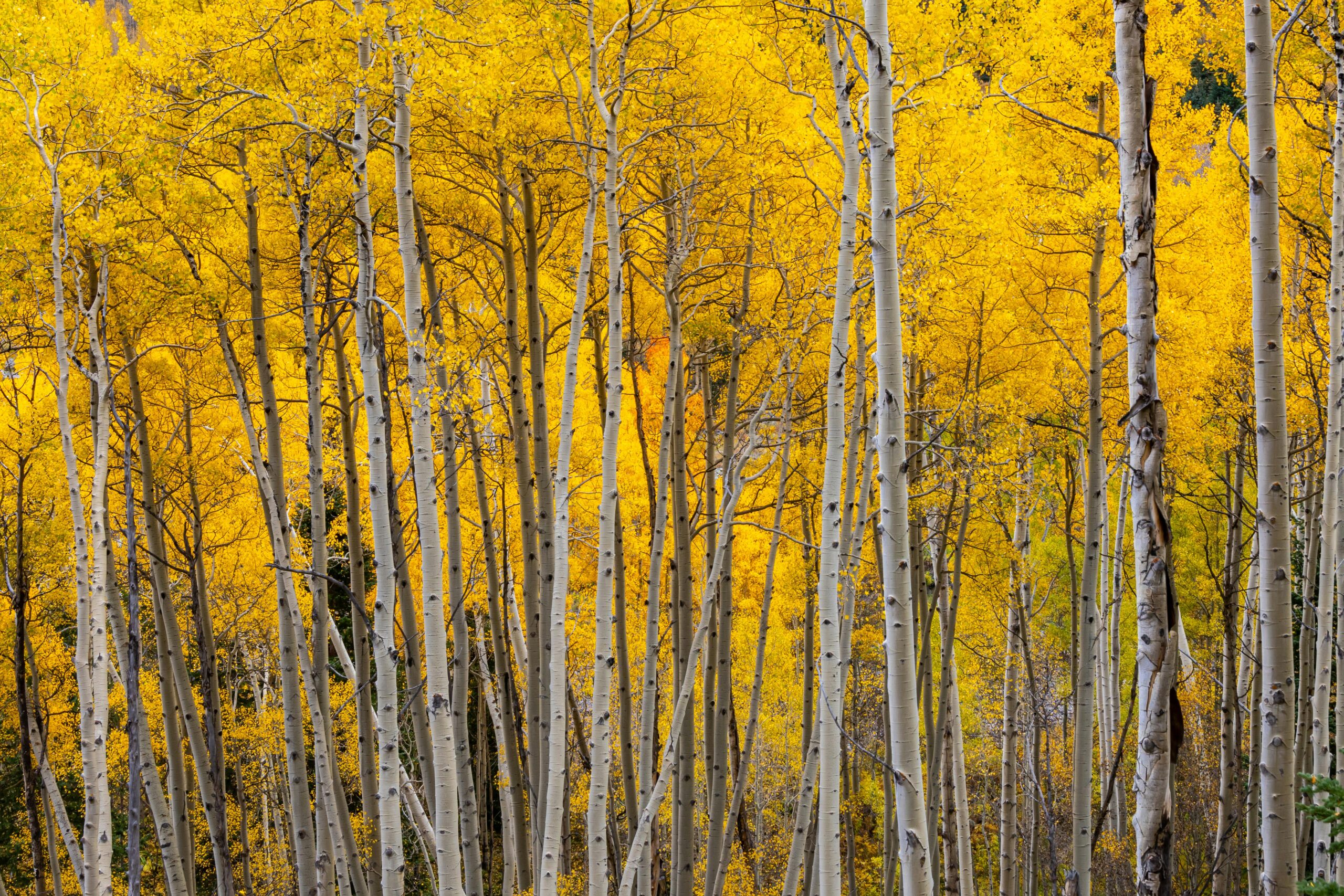 Golden aspen trees create a stunning autumn landscape in Colorado.