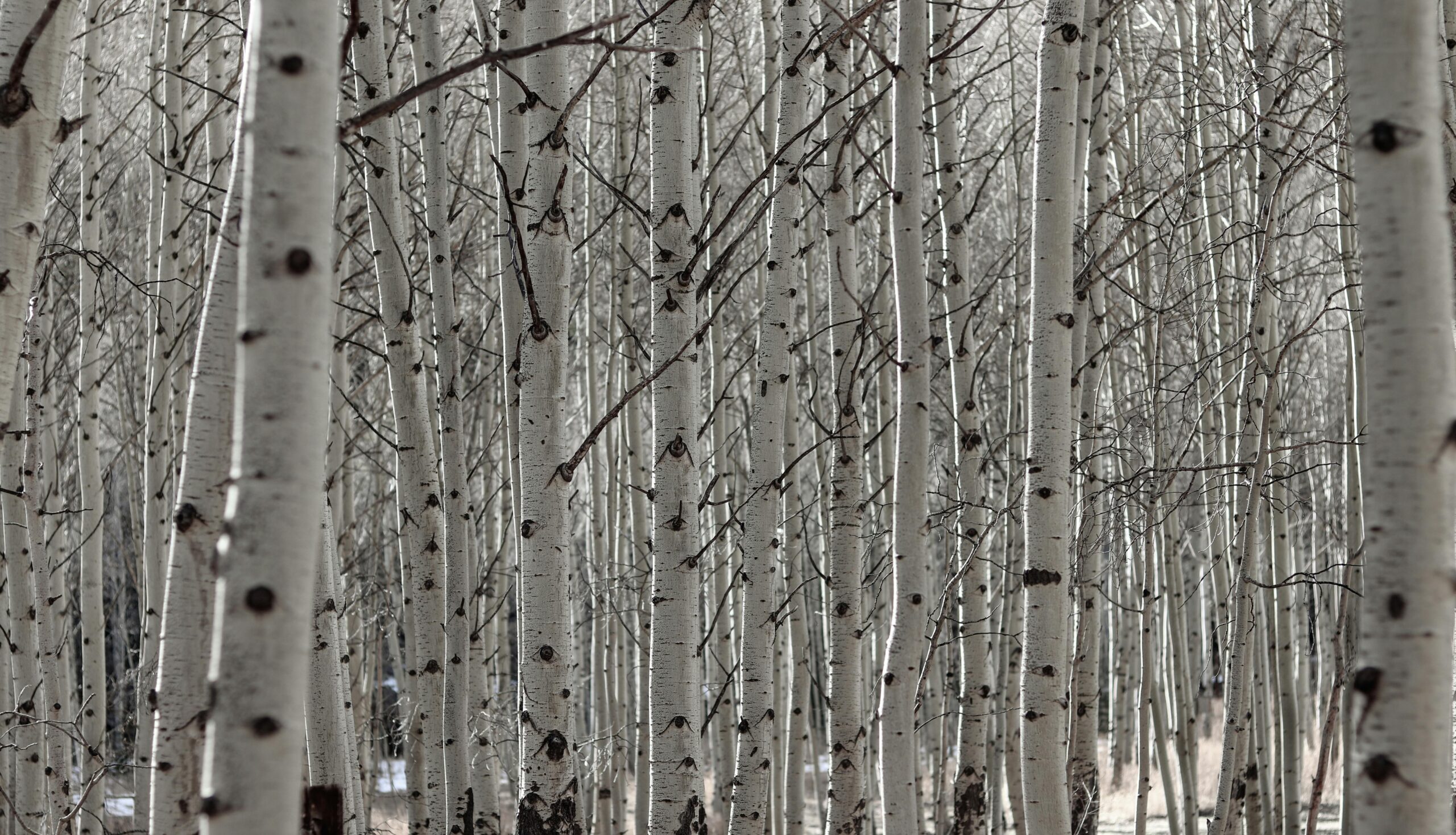 A stunning view of a dense birch forest during winter in Empire, Colorado.