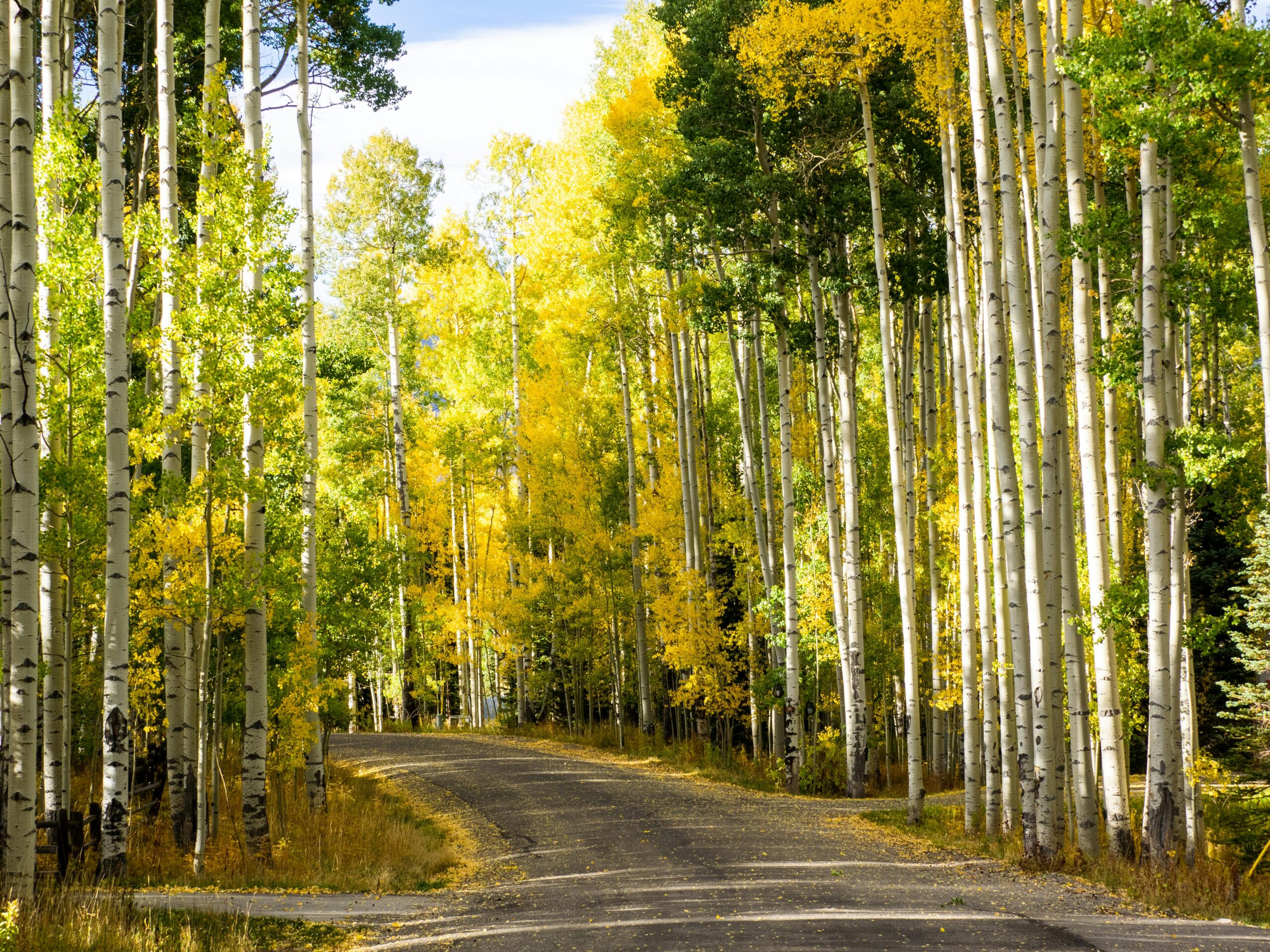 Serene scenic view of an autumn aspen forest road in Telluride, Colorado, USA.